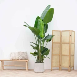 Strelitzia Nicolai Xxl - H210cm - Très Grande Plante D'intérieur -Promos Jardesia Magasin 023dac57f82734bb