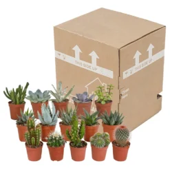 Cactus Et Succulentes, Box De 15 Plantes - H8cm, ø5,5cm - Plantes D'intérieur 7 Cactus Et Succulentes, Box De 15 Plantes - H8cm, ø5,5cm - Plantes D'intérieur -Promos Jardesia Magasin 02478b3ba3355e15