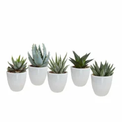 Gasteria, Haworthia Et Leurs Caches-pots Blancs, Box De 5 Plantes - H8cm, ø6cm - Plantes D'intérieur