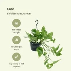 Epipremnum Aureum Scindapsus X2 - H25cm, ø15cm - Plante D'intérieur -Promos Jardesia Magasin 02e9e418984afe54