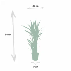 Yucca - H90cm, ø17cm - Grande Plante D'intérieur -Promos Jardesia Magasin 03b6138339cfcbe1