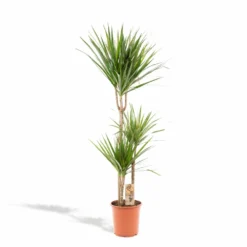 Dracaena Marginata - H120cm, ø21cm - Très Grande Plante D'intérieur