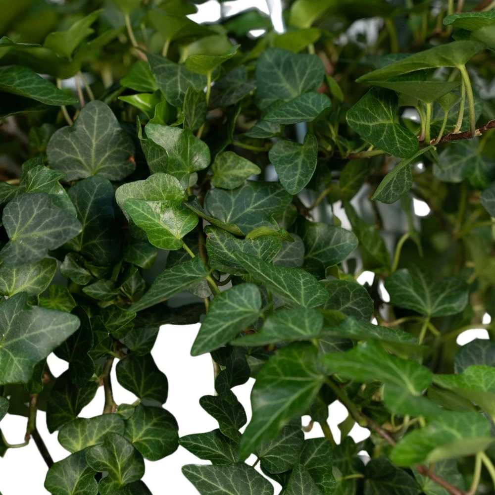 Hedera Lierra Tombant - H70cm, ø24cm - Plante D'intérieur Tombante 2 Hedera Lierra Tombant - H70cm, ø24cm - Plante D'intérieur Tombante – Image 2