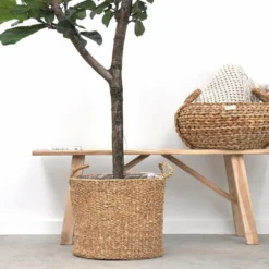 Ficus Lyrata Boom Xxl - H180cm, ø30cm - Très Grande Plante D'intérieur -Promos Jardesia Magasin 04c35981803d9394