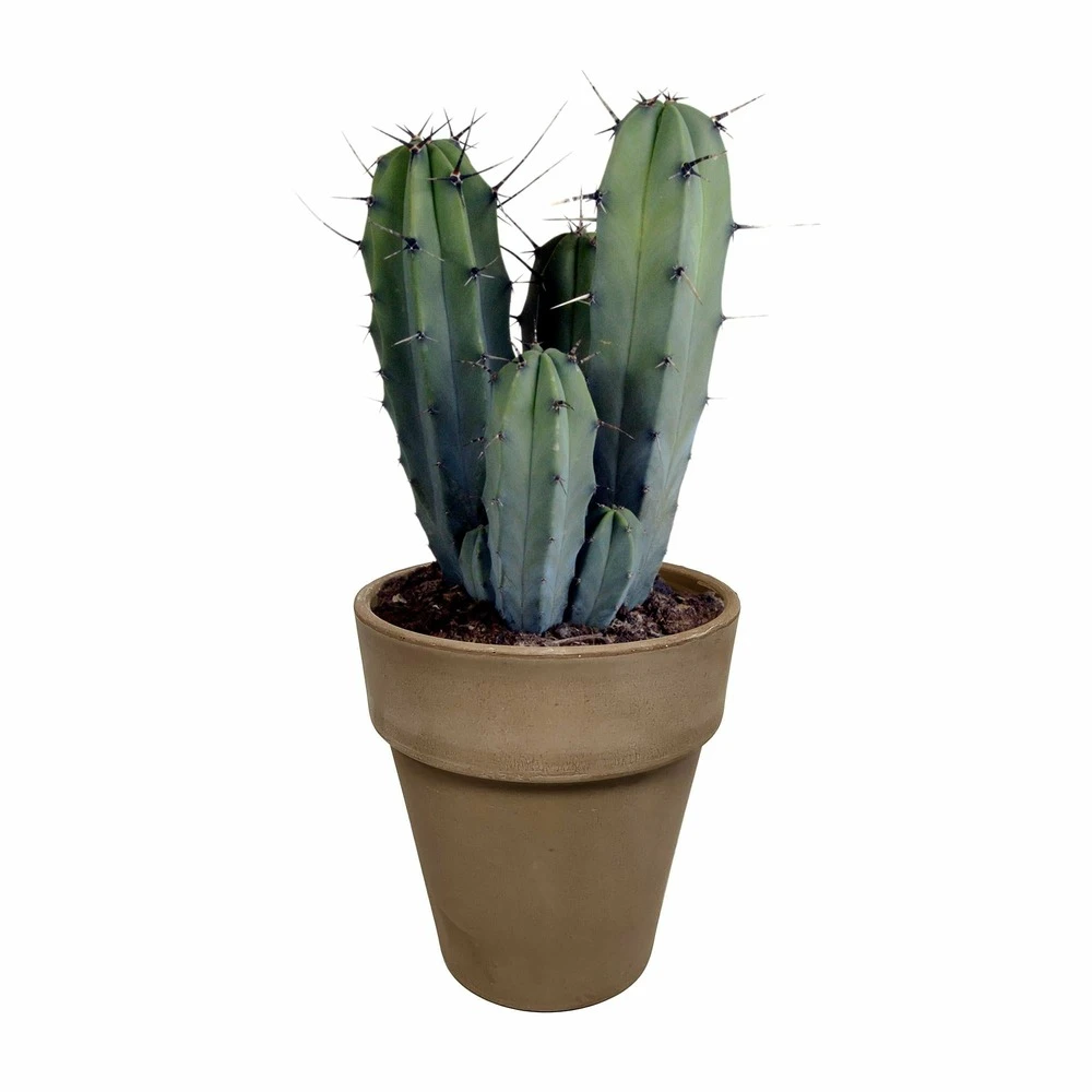 Myrtillocactus - H40cm, ø17cm - Plante D'intérieur Facile D'entretien 1 Myrtillocactus - H40cm, ø17cm - Plante D'intérieur Facile D'entretien