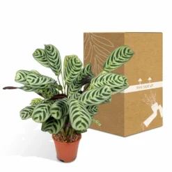 Ctenanthe Lovable - H25cm, ø14cm - Plante D'intérieur 9 Ctenanthe Lovable - H25cm, ø14cm - Plante D'intérieur -Promos Jardesia Magasin 07580efcf85dabc9