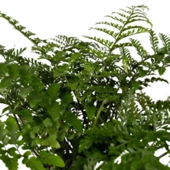 Asplenium Parvati - H30cm, ø17cm - Plante D'intérieur -Promos Jardesia Magasin 07ae760fbc4af9f2