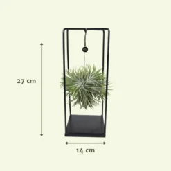 Tillandsia Et Son Support En Cube - H35cm, ø20cm - Plante D'intérieur Tombante 8 Tillandsia Et Son Support En Cube - H35cm, ø20cm - Plante D'intérieur Tombante -Promos Jardesia Magasin 07dcd3d6b0c49e5f
