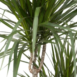 Dracaena Marginata - H115cm, ø21cm - Très Grande Plante D'intérieur 7 Dracaena Marginata - H115cm, ø21cm - Très Grande Plante D'intérieur -Promos Jardesia Magasin 07fbb3a2dafa42b8