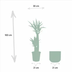 Yucca Et Son Cache-pot Doré - H100cm, ø21cm - Très Grande Plante D'intérieur -Promos Jardesia Magasin 0abfac6d95279d2d