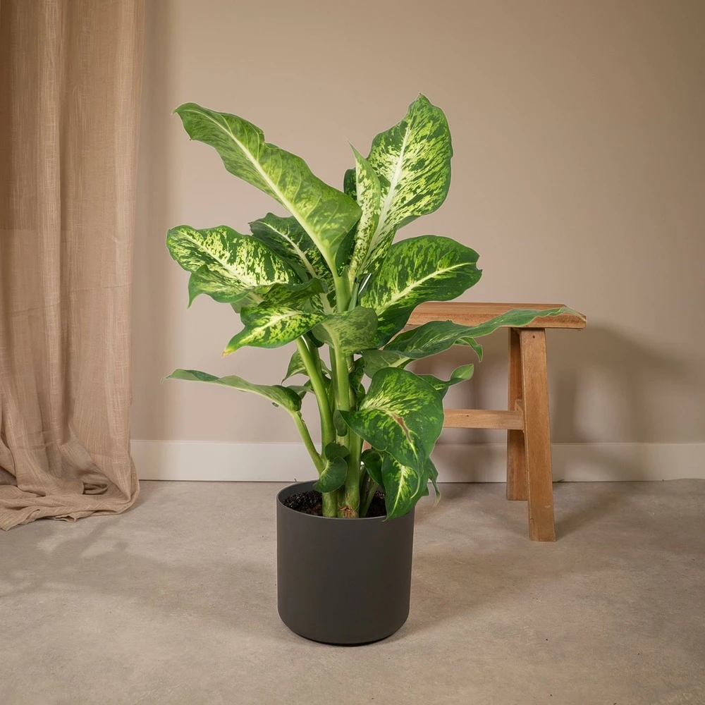 Dieffenbachia Mars - H50cm, ø17cm - Plante D'intérieur 2 Dieffenbachia Mars - H50cm, ø17cm - Plante D'intérieur – Image 2