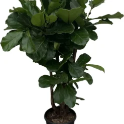 Ficus Lyrata Xxl - H160cm, ø30cm - Très Grande Plante D'intérieur