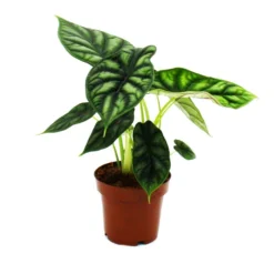 Alocasia Baginda Dragon Scale - Tropical Arum - Alocasia - Dragon Scale Arrow Leaf - Pot 12cm