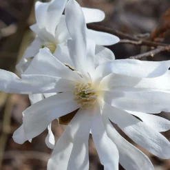 Magnolia étoilé Stellata/pot De 4l - 40/60 Cm -Promos Jardesia Magasin 0de970d8753b98f4