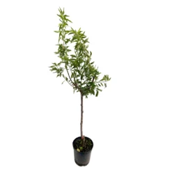 Amandier 'Lauranne'® : Gobelet 3 Ans Pot