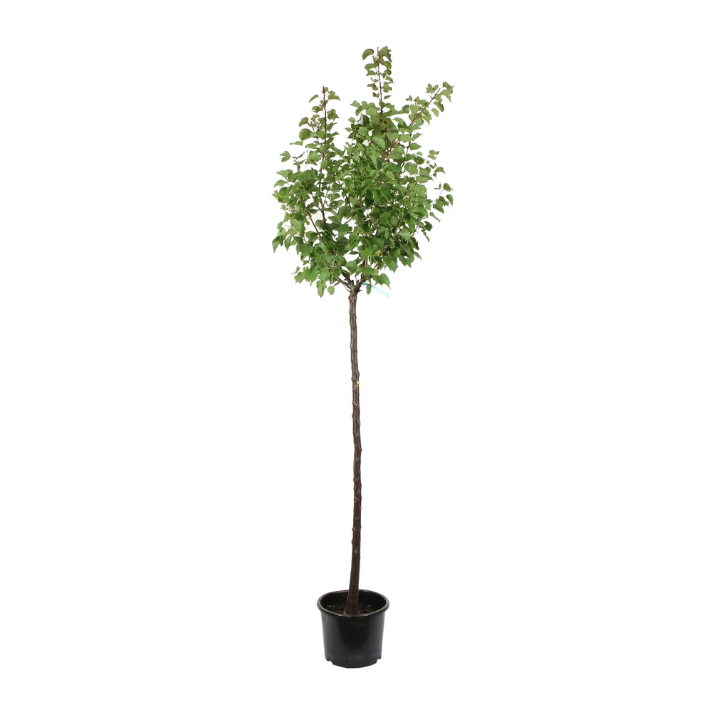 Abricotier 'Bergeval'® :1/2 Tige Pot 1 Abricotier 'Bergeval'® :1/2 Tige Pot