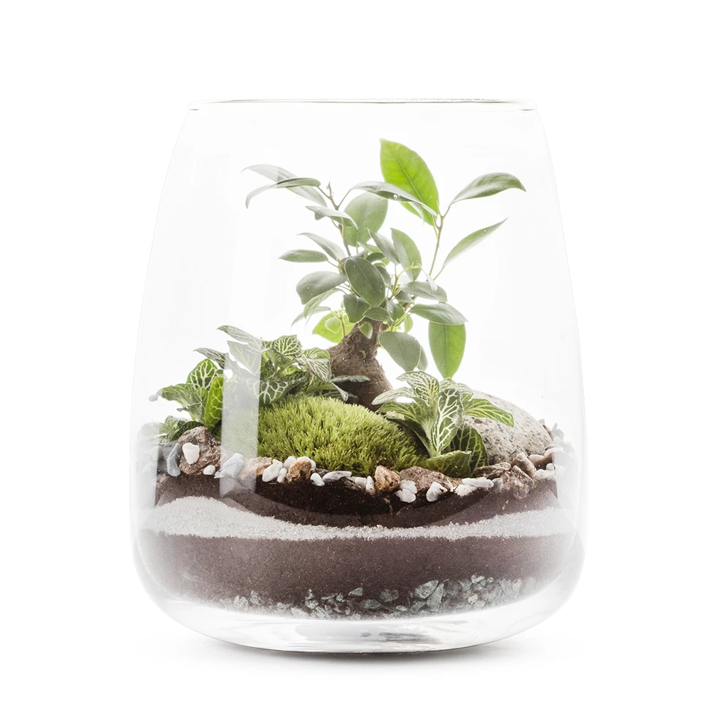 Ginseng En Terrarium Klas 1 Ginseng En Terrarium Klas