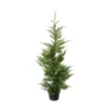 Cupressocyparis Leylandii 'Oger' Pot 7L