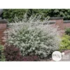Salix Integra 'hakuro Nishiki': H.120cm Pot 15L