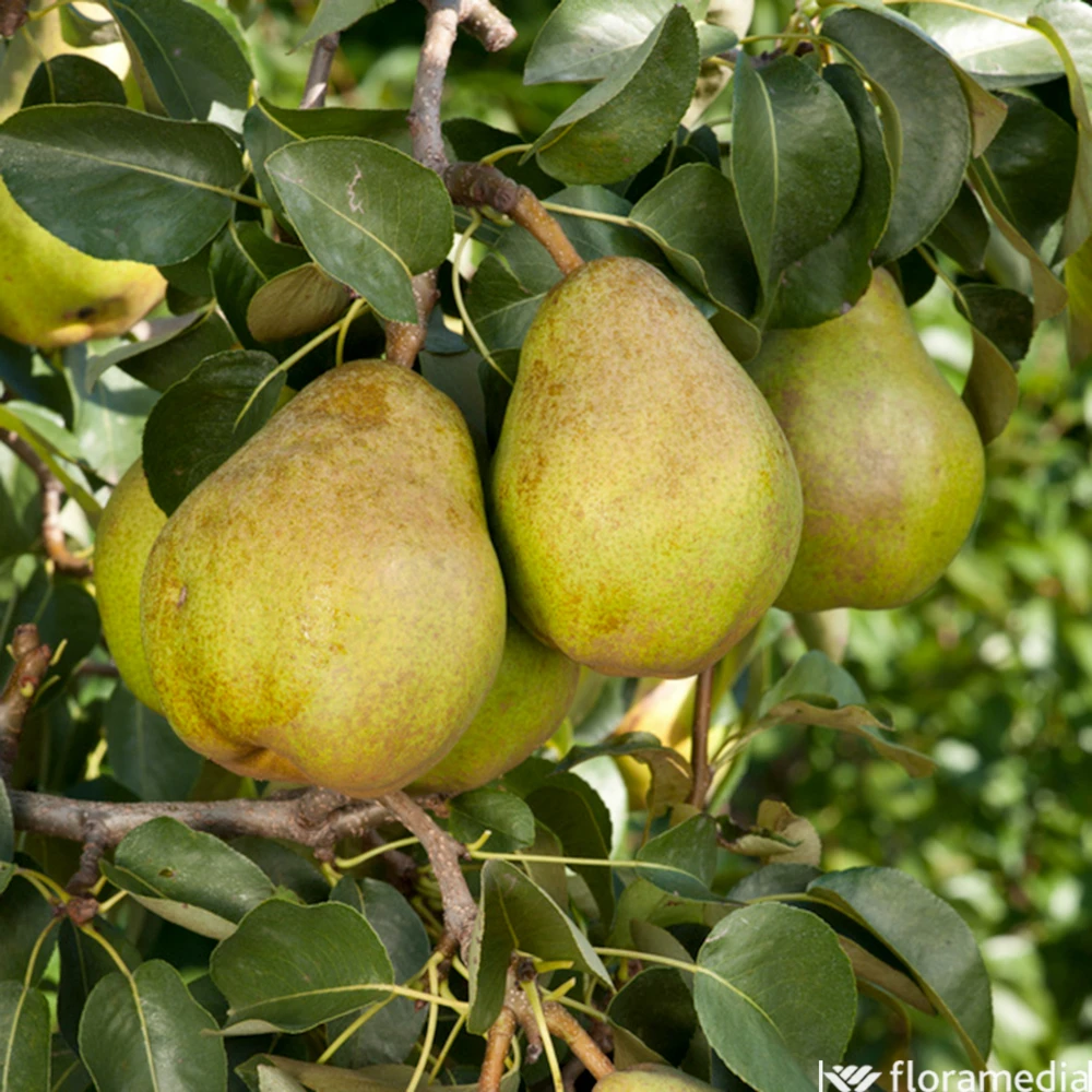 Poirier 'Docteur Jules Guyot':gobelet 2 Ans Pot 7.5L 1 Poirier 'Docteur Jules Guyot':gobelet 2 Ans Pot 7.5L