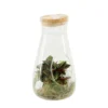 Terrarium Bambino 1 Plante D'intérieur, D12 X H23cm