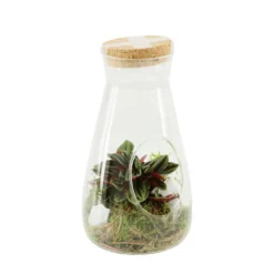 Terrarium Bambino 1 Plante D'intérieur, D12 X H23cm