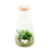 Terrarium Bambino 2 Plantes D'intérieur, D14 X H27cm