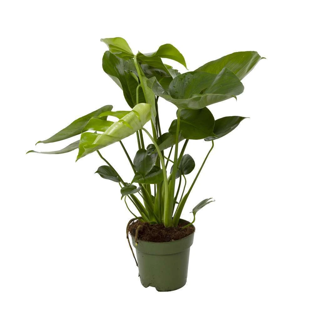 Monstera 'Deliciosa Pot D.17 Cm - H.65cm 2 Monstera 'Deliciosa Pot D.17 Cm - H.65cm – Image 2