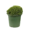 Chamaecyparis Pisifera 'Hime-Sawara' Pot D2,5cm