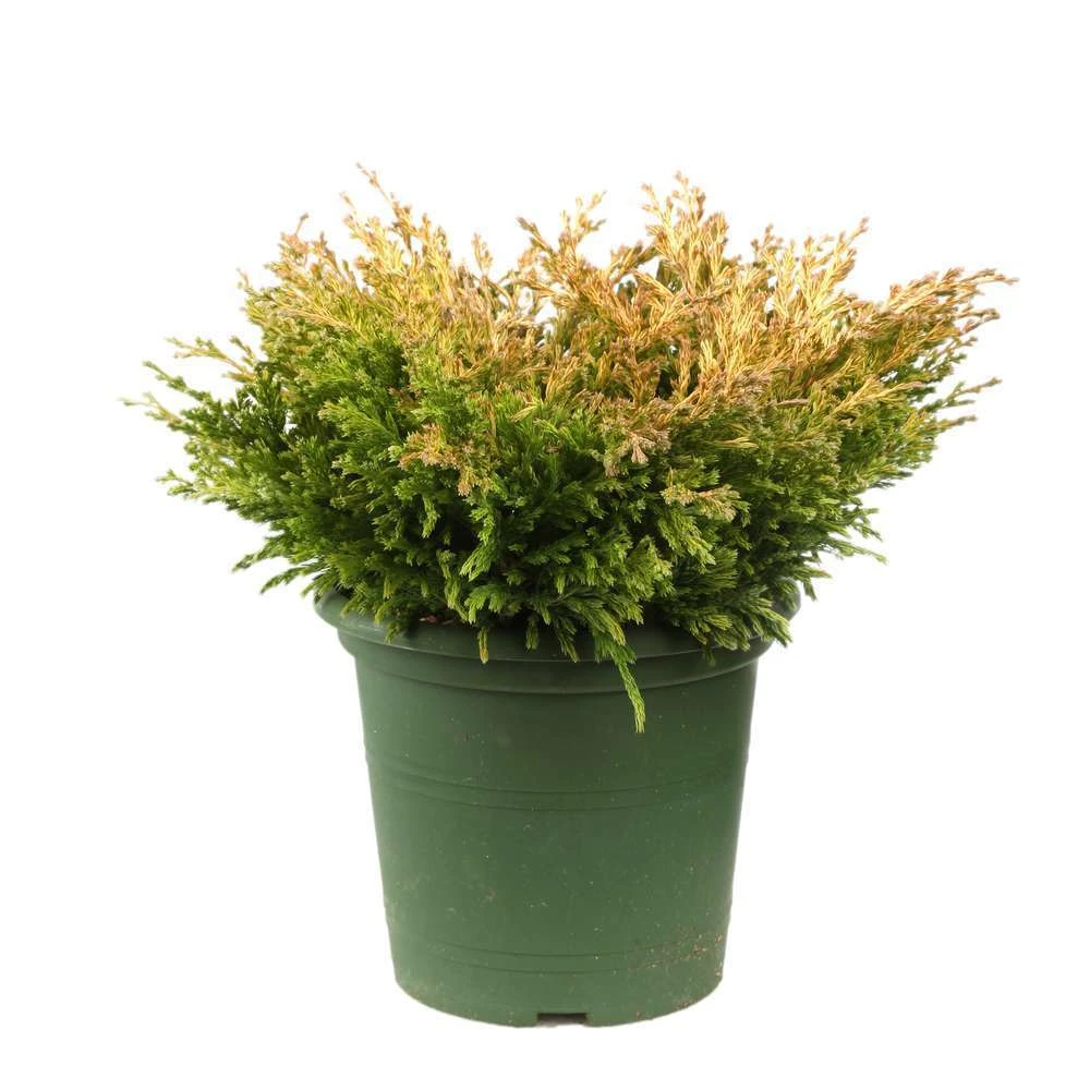 Juniperus Horizontalis Varié Pot D2,5cm 2 Juniperus Horizontalis Varié Pot D2,5cm – Image 2