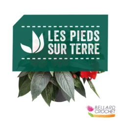 Impatiens Pot D.23cm