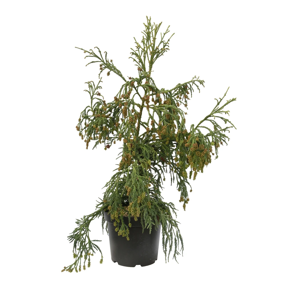 Cryptomeria Japonica 'Rasen-sugi' Pot 7,50 L 1 Cryptomeria Japonica 'Rasen-sugi' Pot 7,50 L