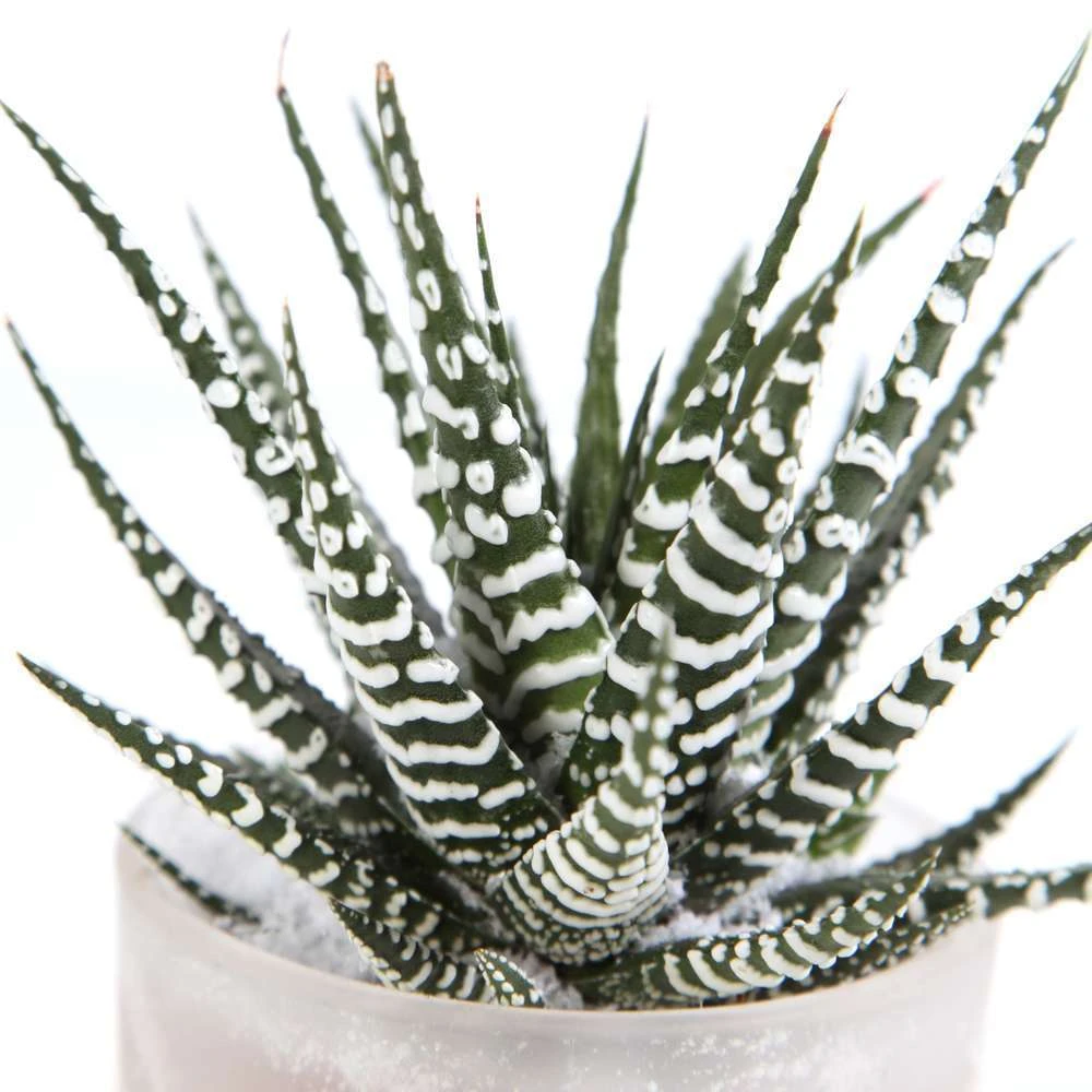 Haworthia En Verrerie H18cm X D9cm 2 Haworthia En Verrerie H18cm X D9cm – Image 2