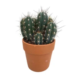 Cactus : H40cm Pot Terre Cuite D20 Cm -Promos Jardesia Magasin 1043860 005