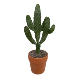 Cactus : H40cm Pot Terre Cuite D20 Cm -Promos Jardesia Magasin 1043860 006