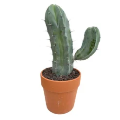 Cactus : H40cm Pot Terre Cuite D20 Cm -Promos Jardesia Magasin 1043860 007