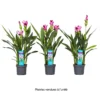 Curcuma 'Siam Splash' H50cm, Pot D13cm