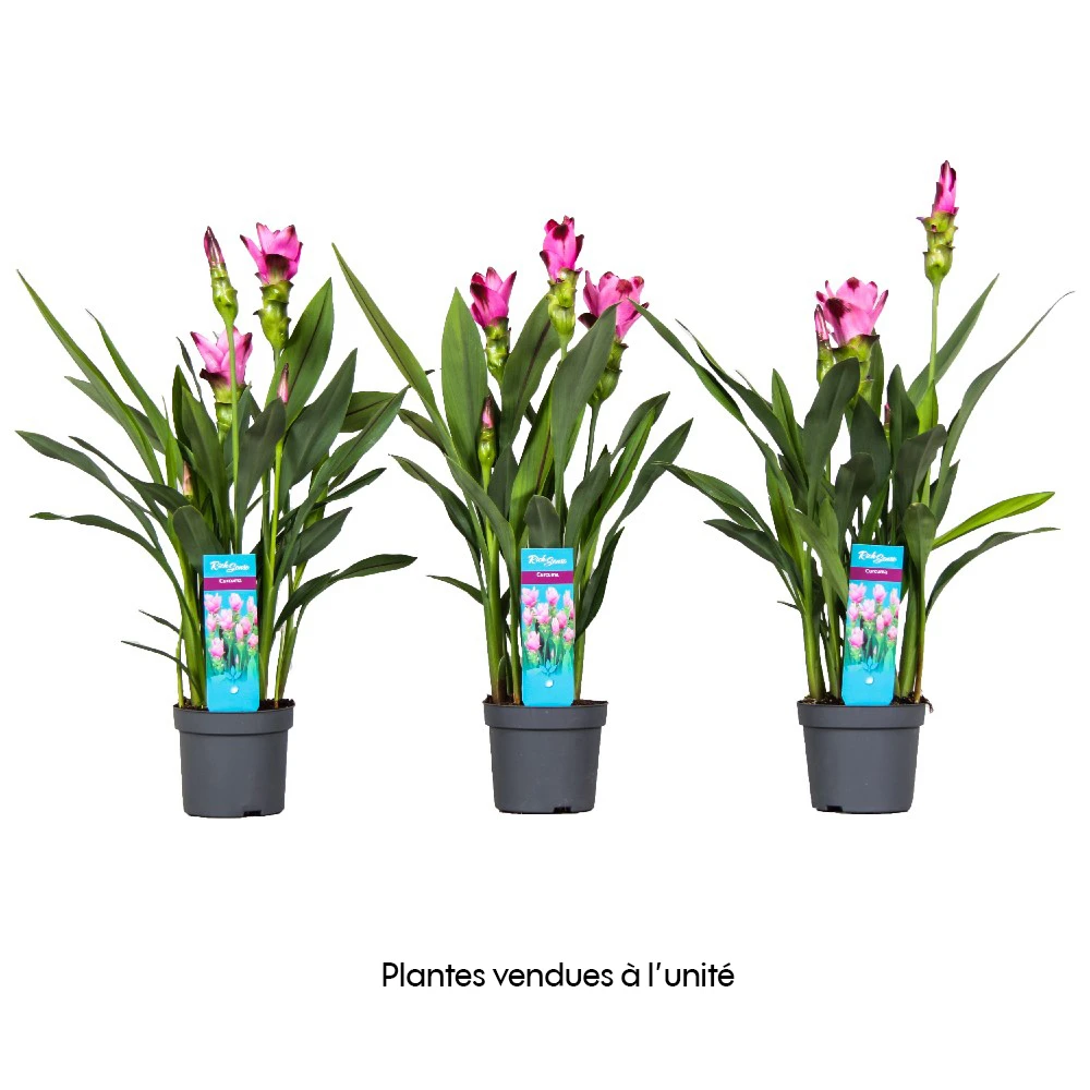Curcuma 'Siam Splash' H50cm, Pot D13cm 1 Curcuma 'Siam Splash' H50cm, Pot D13cm