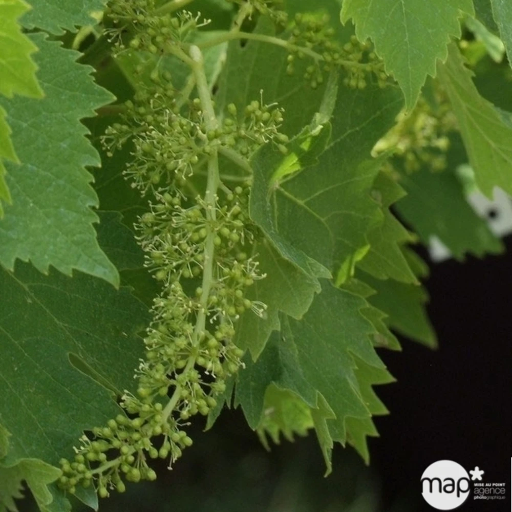 Vigne Variée : Pot 100L 5 Vigne Variée : Pot 100L – Image 5