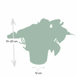 Epipremnum Happy Leaf Scindapsus - H15cm, ø12cm - Plante D'intérieur Tombante -Promos Jardesia Magasin 1046f5608f3c7eca