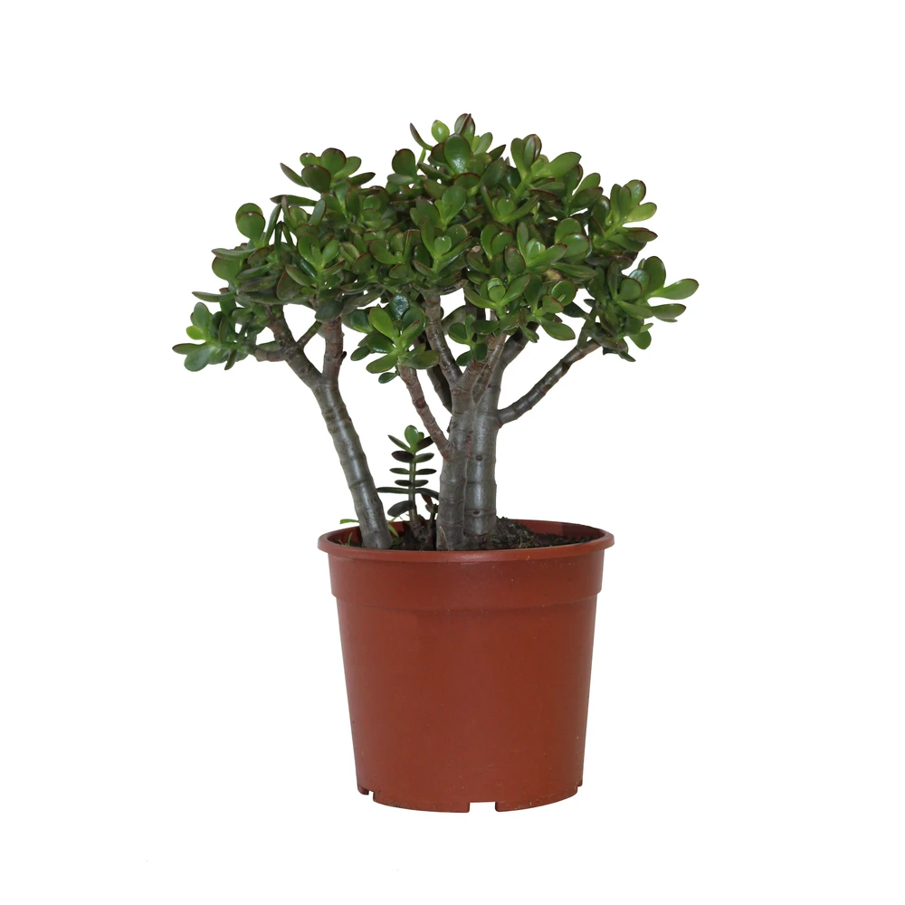 Crassula Ovata 'Minor' H30cm : Pot D17cm 1 Crassula Ovata 'Minor' H30cm : Pot D17cm