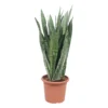 Sansevieria ' Zeylanica' H85cm : Pot D25cm
