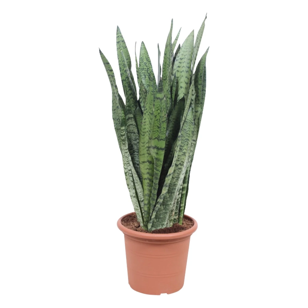 Sansevieria ' Zeylanica' H85cm : Pot D25cm 1 Sansevieria ' Zeylanica' H85cm : Pot D25cm