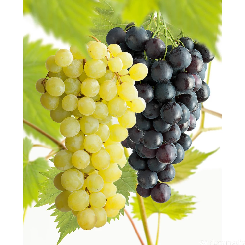 Vigne Variée : Pot 25L 1 Vigne Variée : Pot 25L