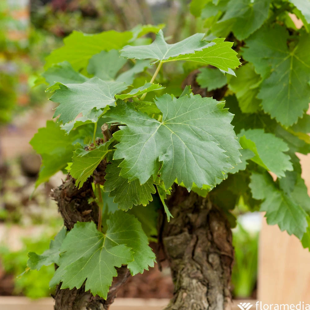 Vigne Variée : Pot 25L 2 Vigne Variée : Pot 25L – Image 2