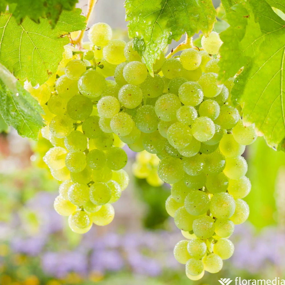 Vigne Variée : Pot 25L 3 Vigne Variée : Pot 25L – Image 3