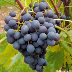 Vigne Variée : Pot 25L 8 Vigne Variée : Pot 25L -Promos Jardesia Magasin 1056072 2115063