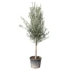 Olivier, Olea Europeae, ' Cipressino ' : Pot 70L