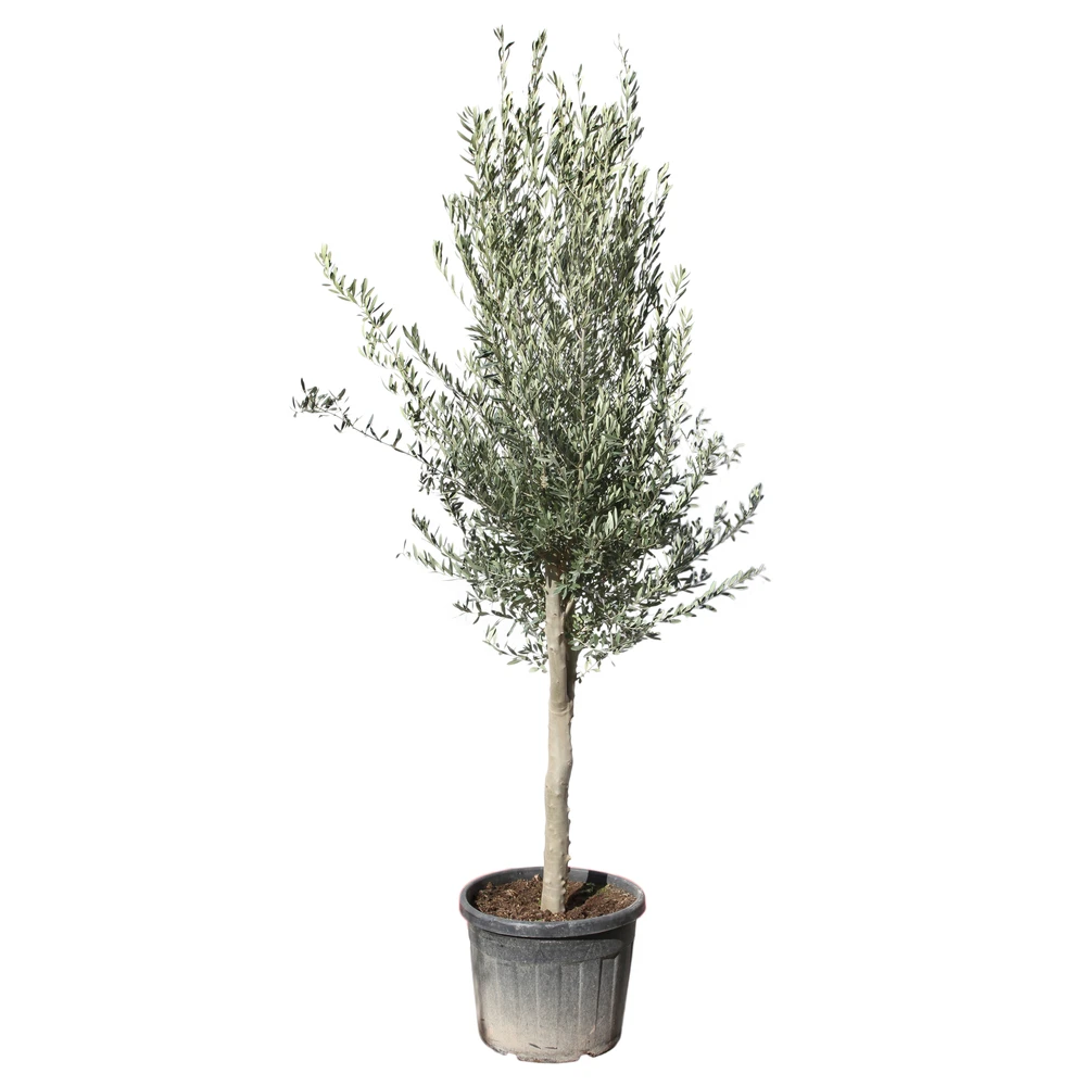 Olivier, Olea Europeae, ' Cipressino ' : Pot 70L 1 Olivier, Olea Europeae, ' Cipressino ' : Pot 70L
