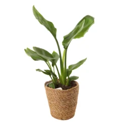 Mix Plantes Vertes, Variétés Variables : Vannerie D12cm -Promos Jardesia Magasin 1066833 2124786